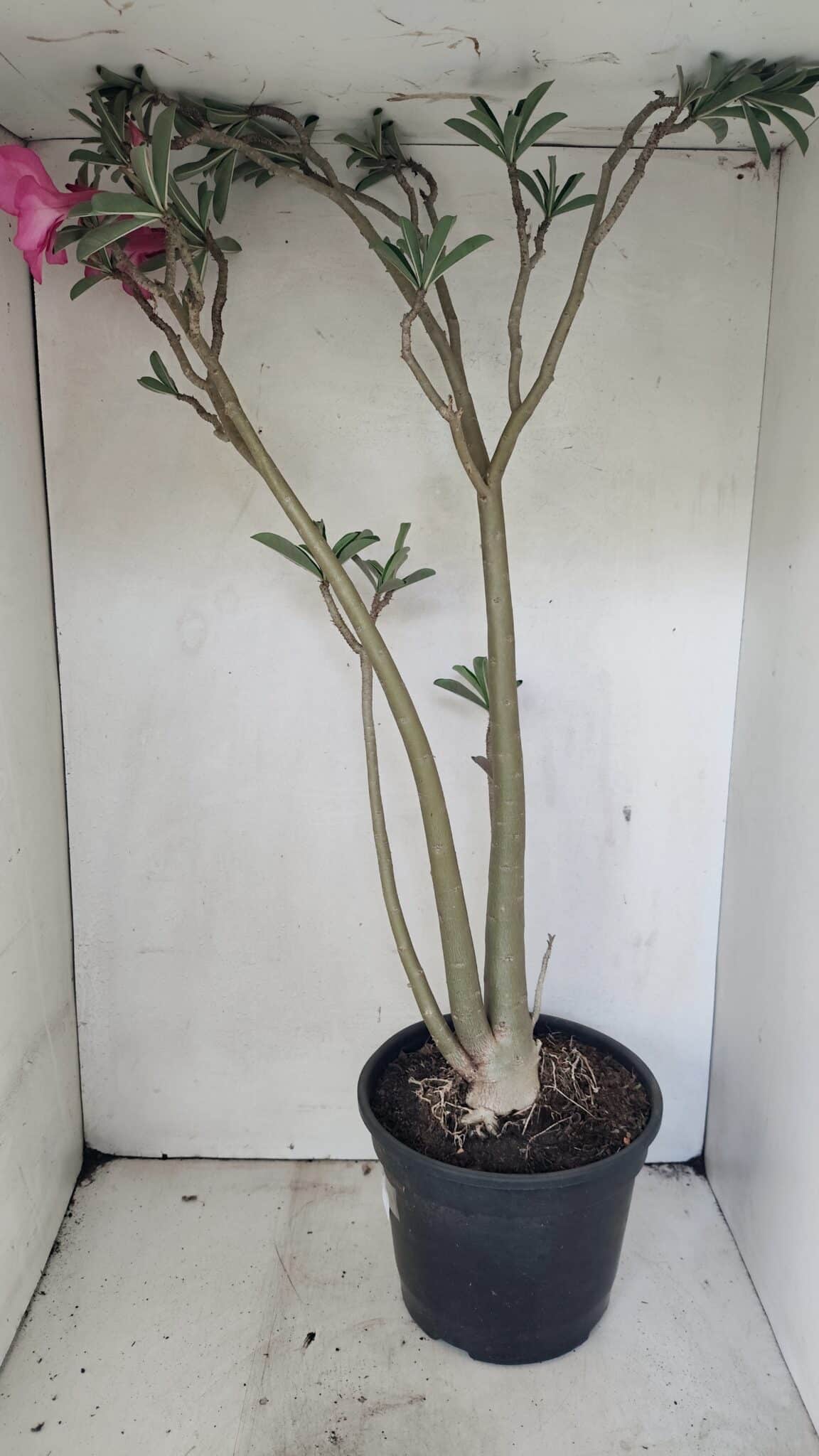 SIMPLES 3306 (5) Planta Simples 3306 – 60cm – 04 anos - Imagem 6