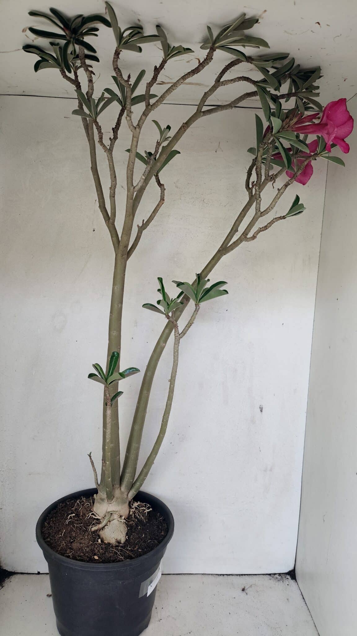 SIMPLES 3306 (6) Planta Simples 3306 – 60cm – 04 anos - Imagem 5