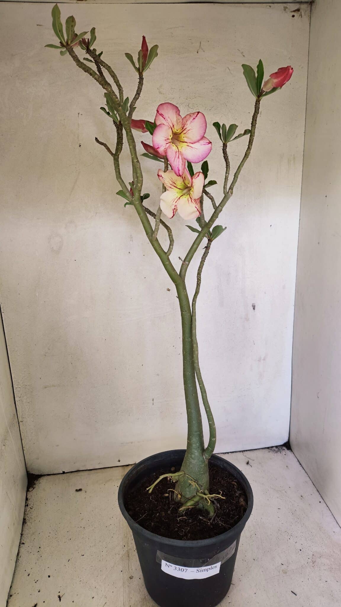 SIMPLES 3307 (1) Planta Simples 3307 – 50cm – 03 anos - Imagem 2