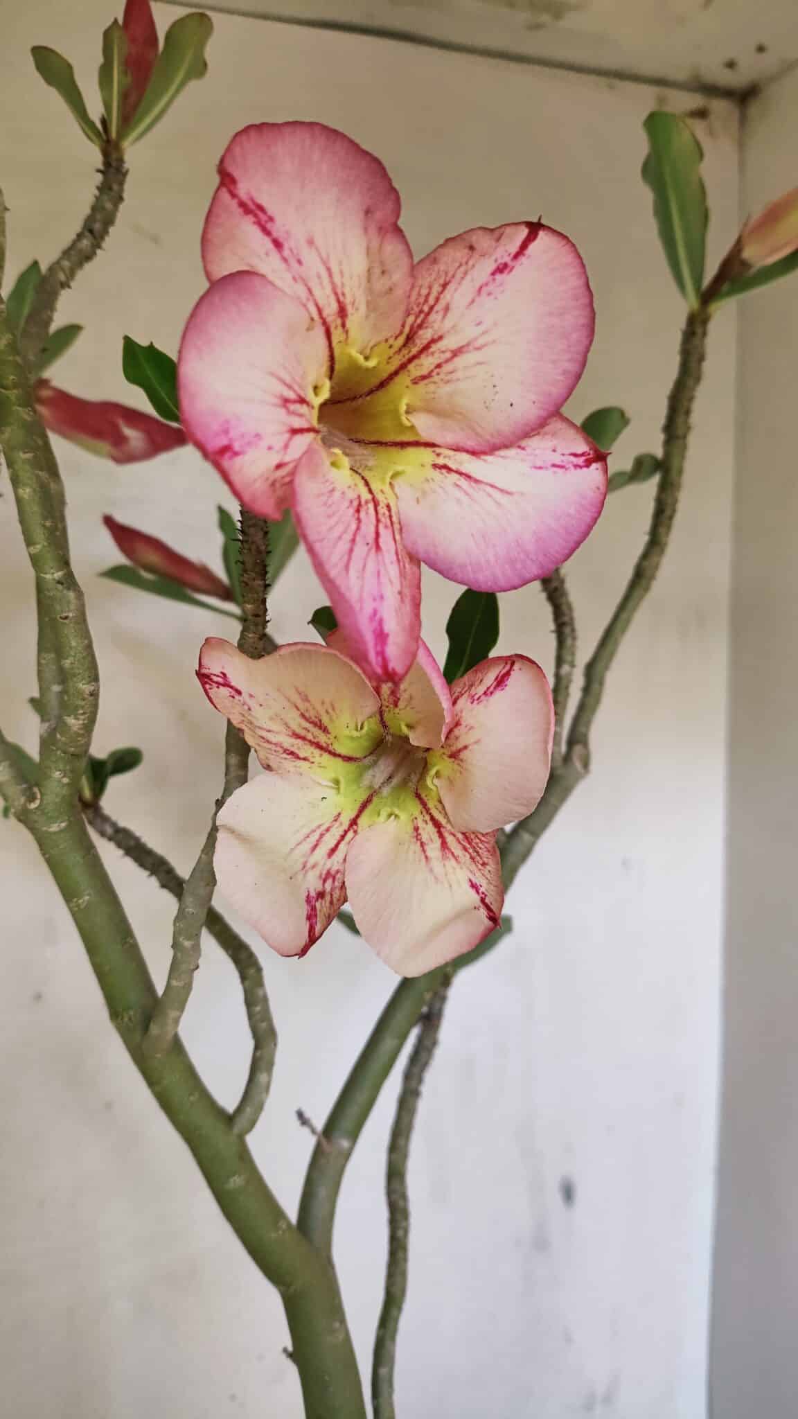 SIMPLES 3307 (2) Planta Simples 3307 – 50cm – 03 anos - Imagem 3