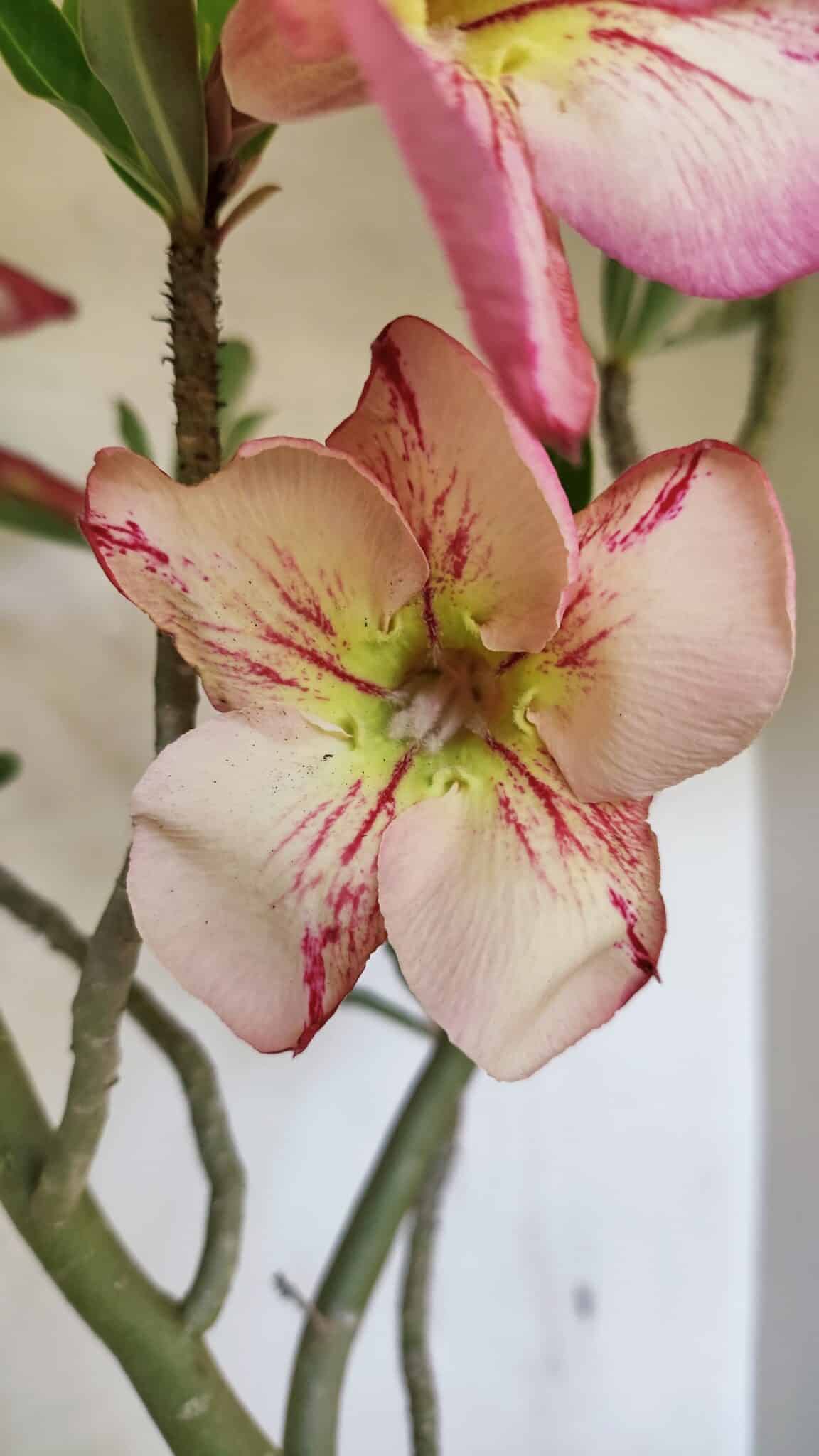SIMPLES 3307 (3) Planta Simples 3307 – 50cm – 03 anos - Imagem 4