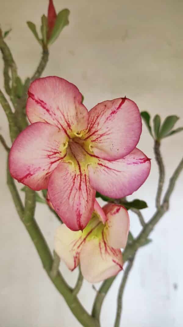 Planta Simples 3307 – 50cm – 03 anos - Imagem 5