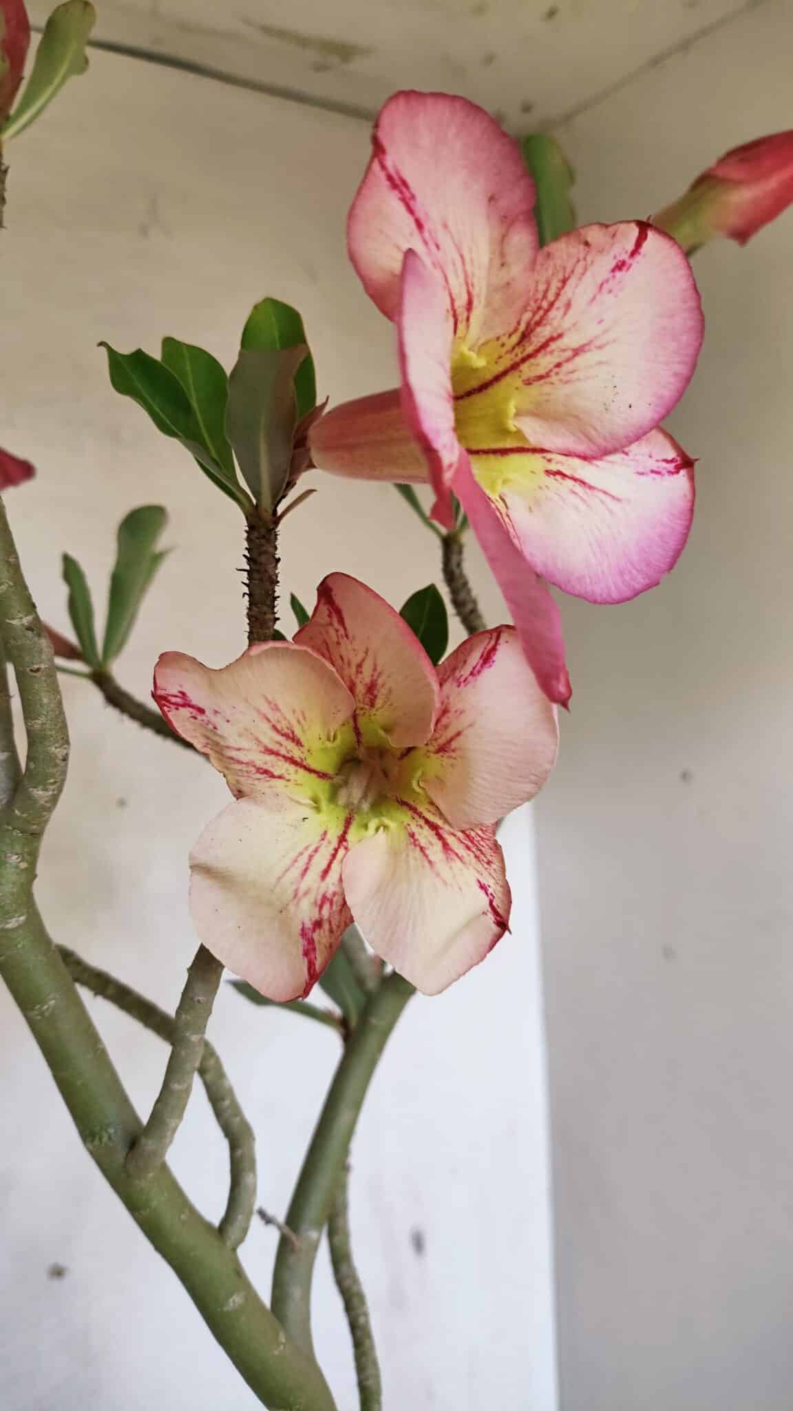 SIMPLES 3307 (5) Planta Simples 3307 – 50cm – 03 anos - Imagem 1