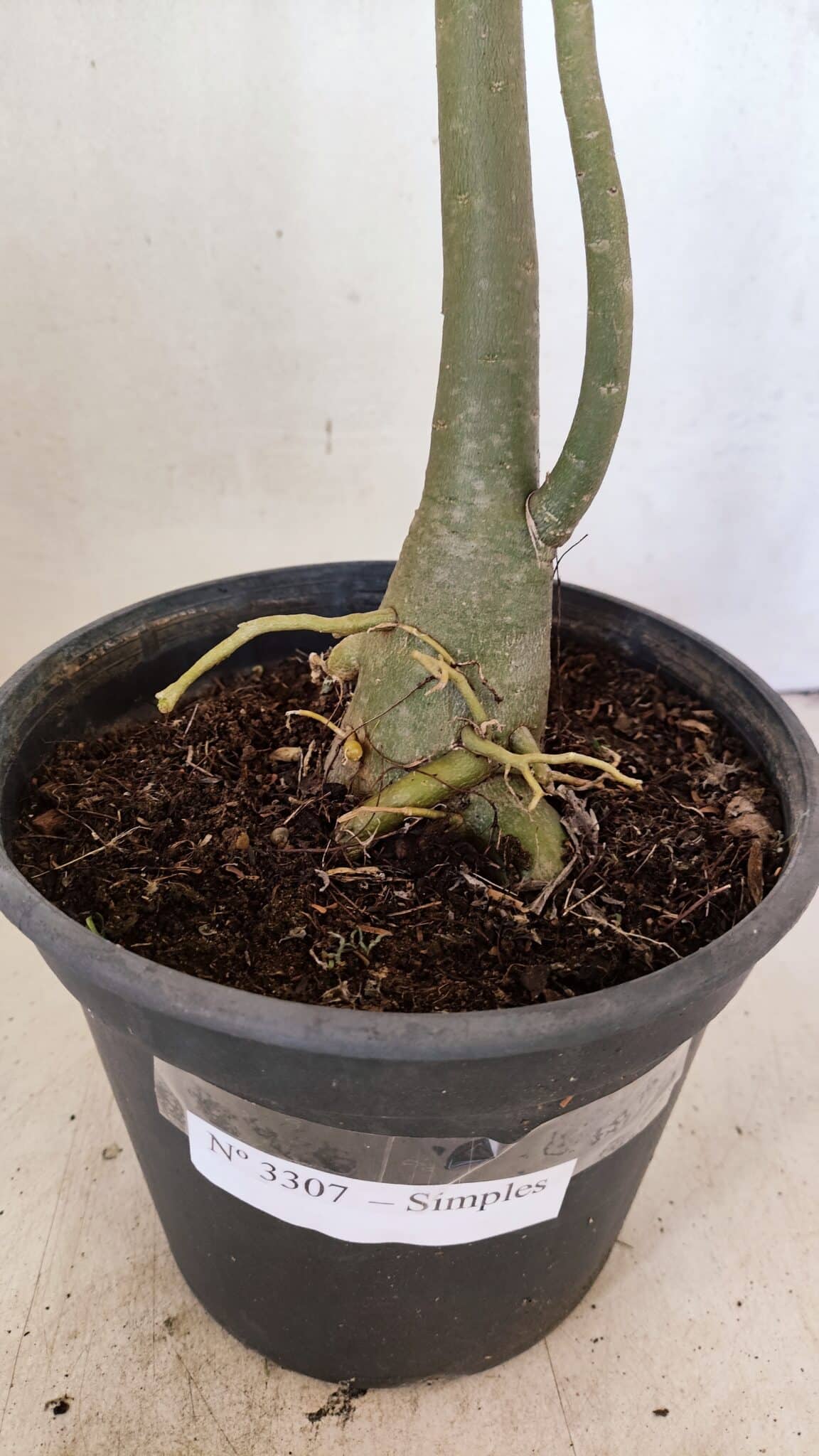 SIMPLES 3307 (6) Planta Simples 3307 – 50cm – 03 anos - Imagem 10