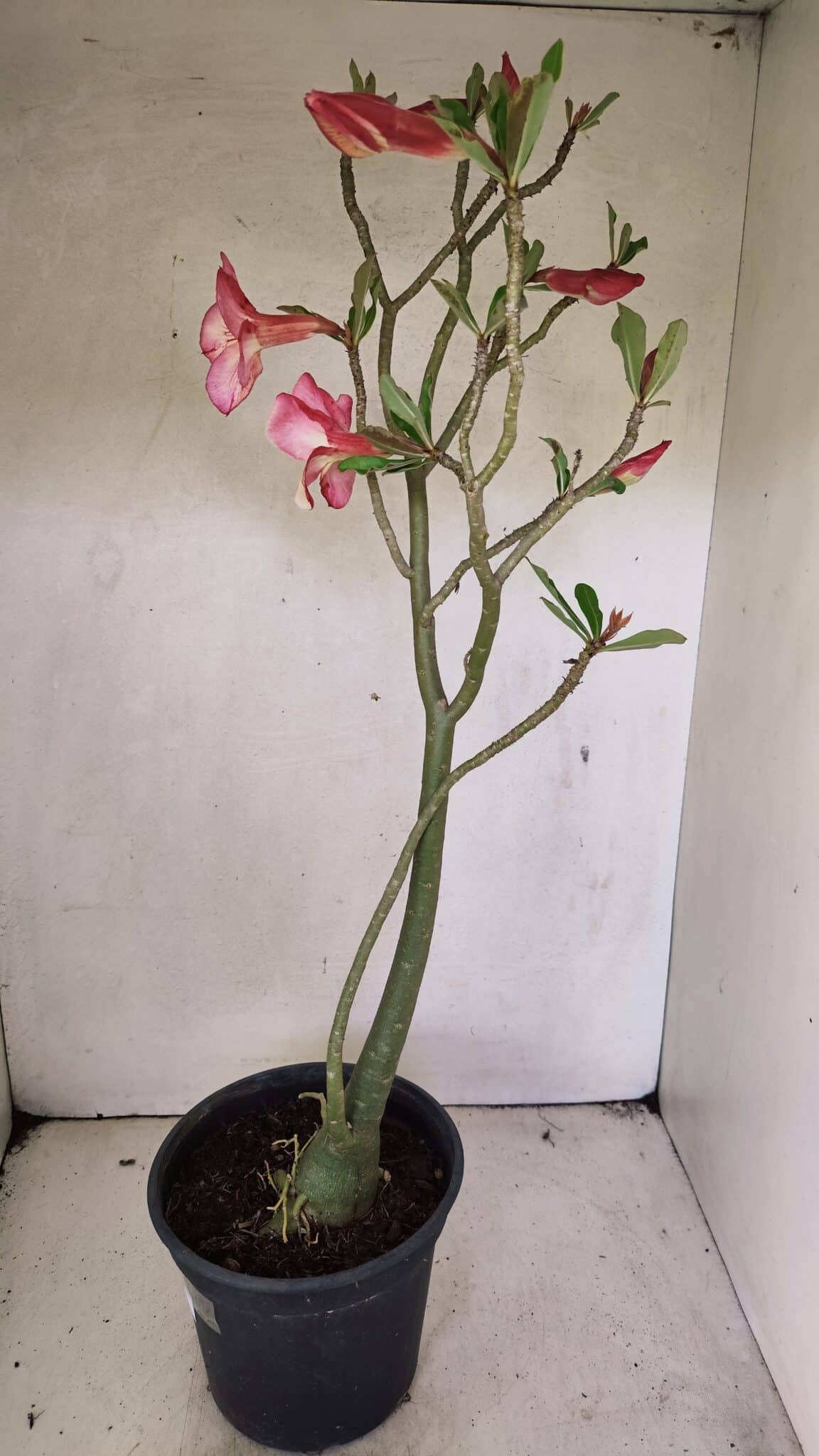 SIMPLES 3307 (7) Planta Simples 3307 – 50cm – 03 anos - Imagem 9