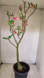 Planta Simples 3307 – 50cm – 03 anos - Imagem 8