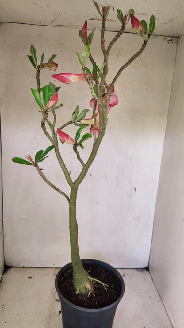 Planta Simples 3307 – 50cm – 03 anos - Imagem 8