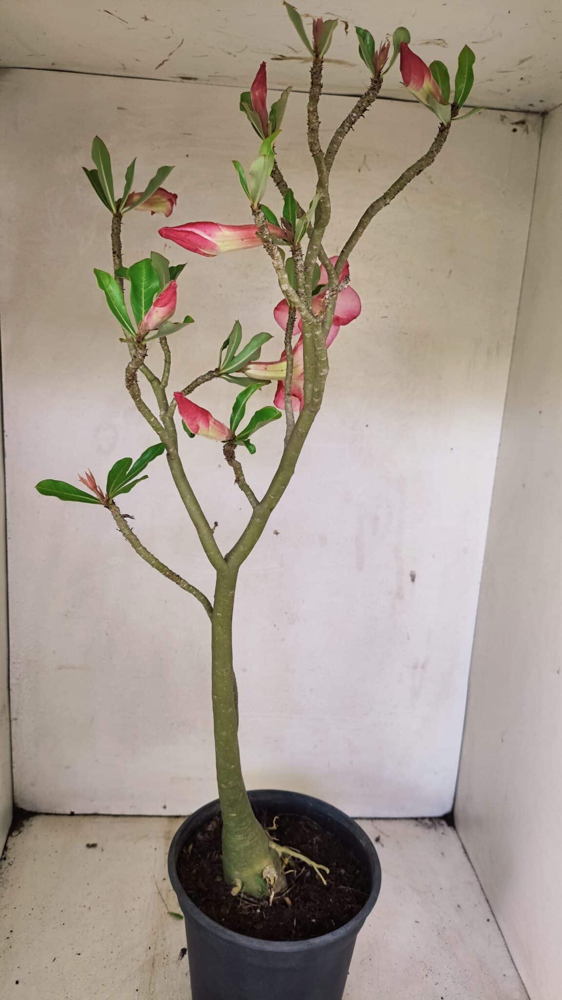 SIMPLES 3307 (8) Planta Simples 3307 – 50cm – 03 anos - Imagem 8