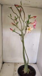 Planta Simples 3307 – 50cm – 03 anos - Imagem 6