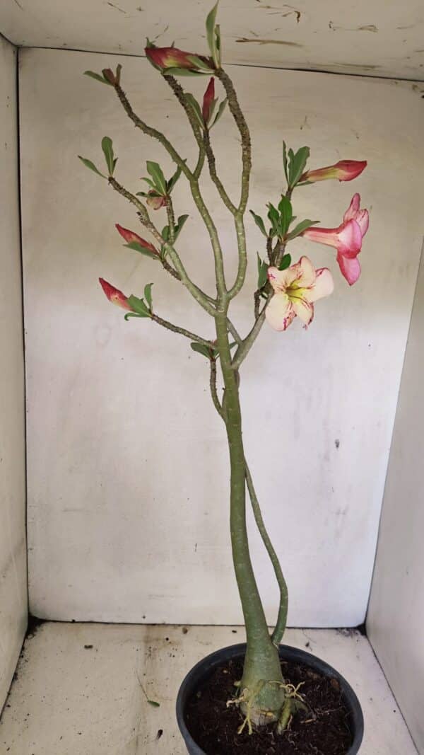Planta Simples 3307 – 50cm – 03 anos - Imagem 6