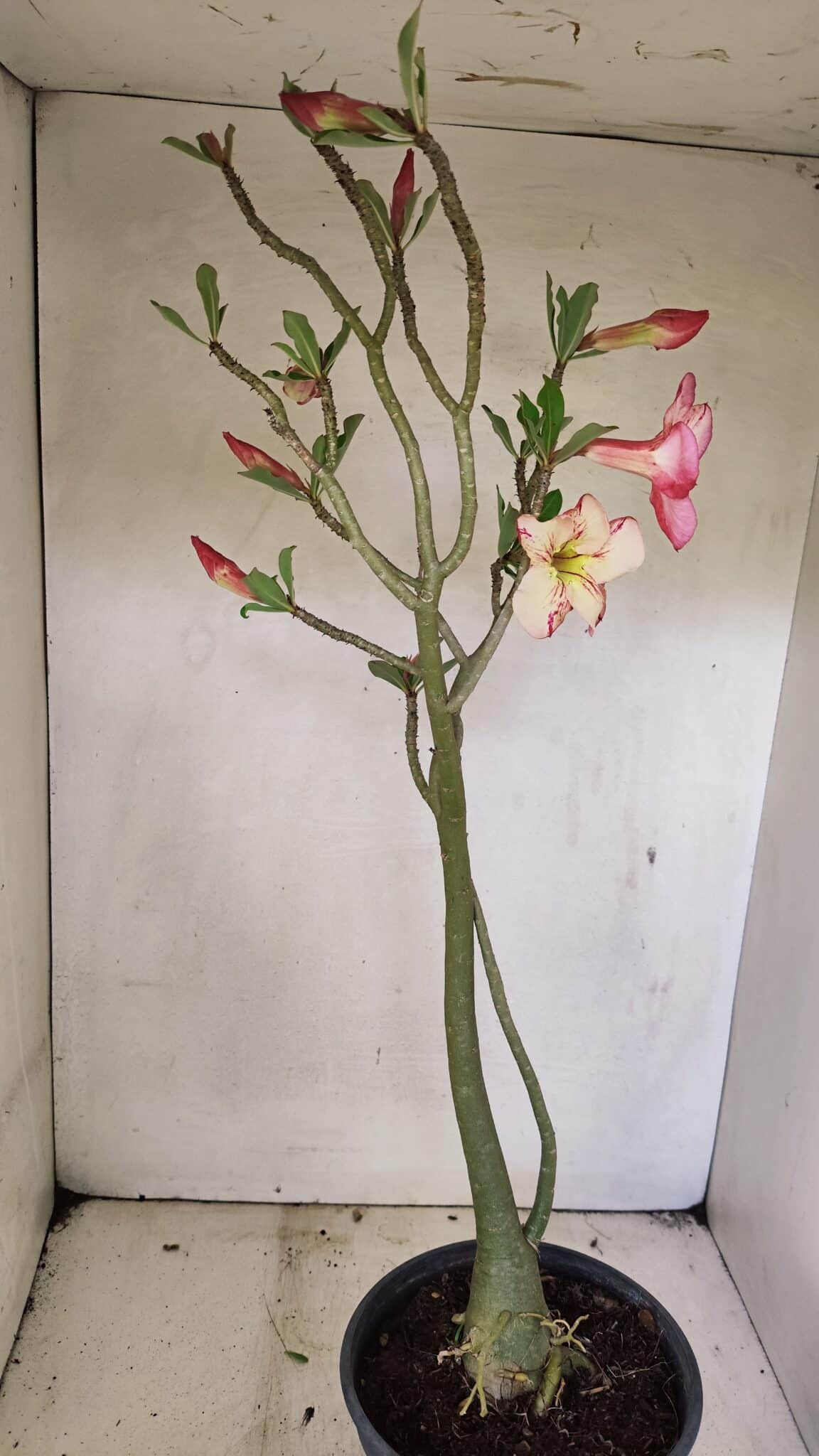 SIMPLES 3307 (9) Planta Simples 3307 – 50cm – 03 anos - Imagem 6