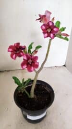 Planta Simples 3308 – 30cm – 02 anos - Imagem 2