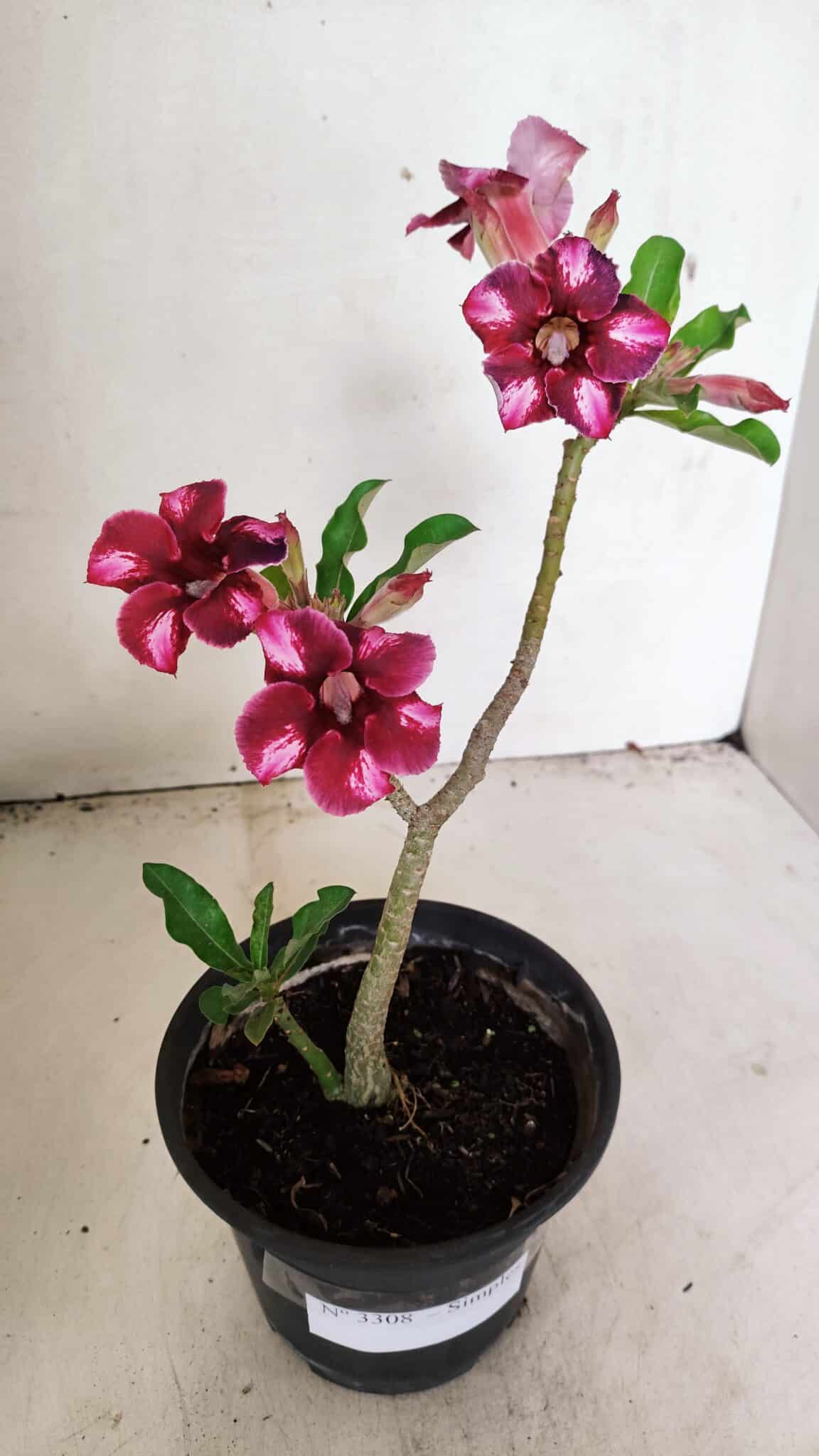 SIMPLES 3308 (1) Planta Simples 3308 – 30cm – 02 anos - Imagem 2