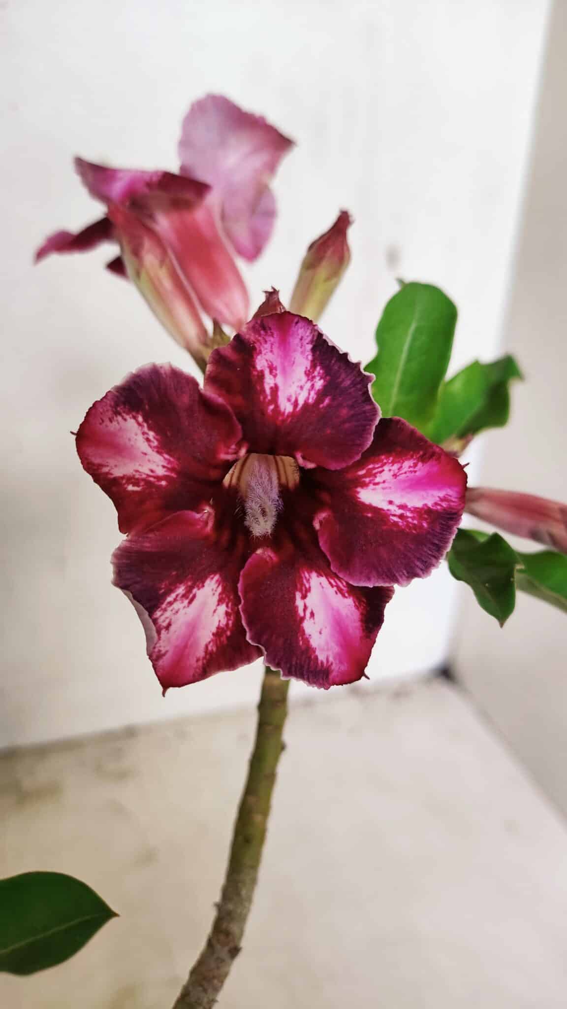 SIMPLES 3308 (2) Planta Simples 3308 – 30cm – 02 anos - Imagem 1