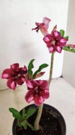 Planta Simples 3308 – 30cm – 02 anos - Imagem 4