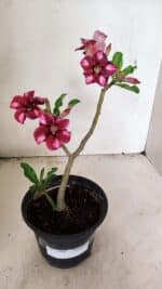 Planta Simples 3308 – 30cm – 02 anos - Imagem 5