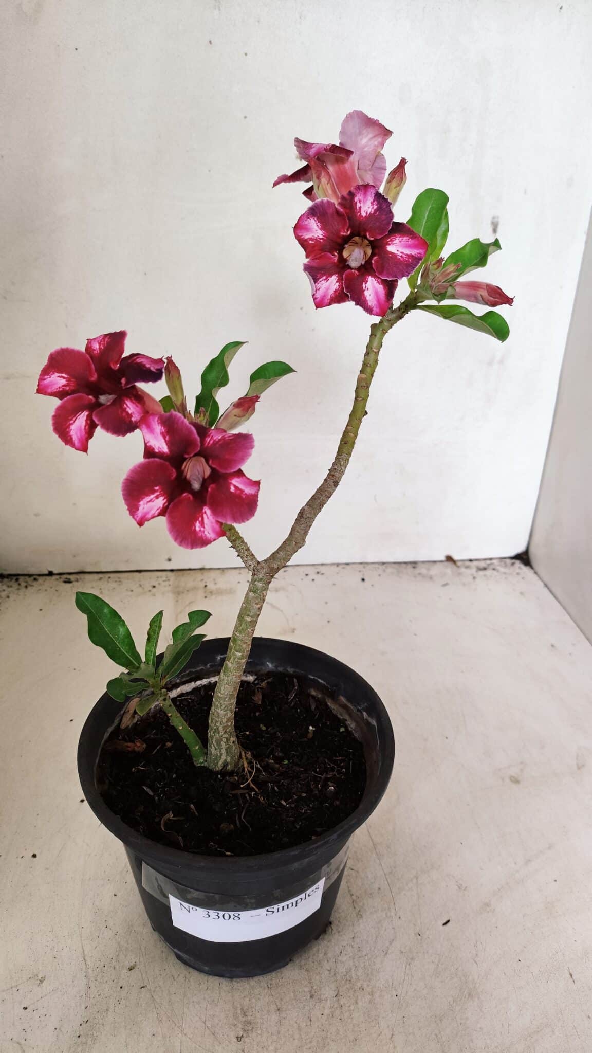 SIMPLES 3308 (4) Planta Simples 3308 – 30cm – 02 anos - Imagem 5