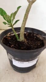 Planta Simples 3308 – 30cm – 02 anos - Imagem 8