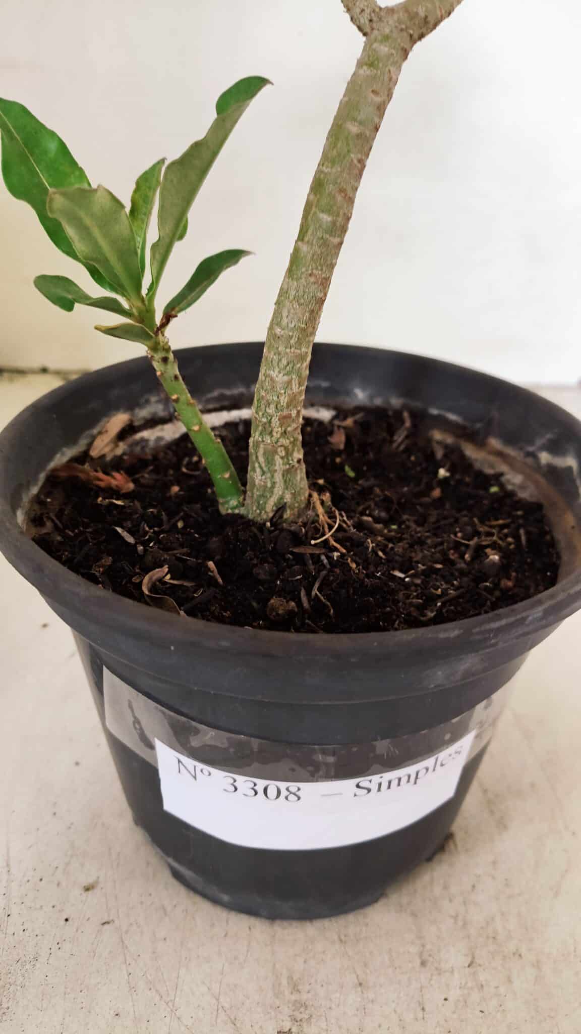 SIMPLES 3308 (5) Planta Simples 3308 – 30cm – 02 anos - Imagem 8