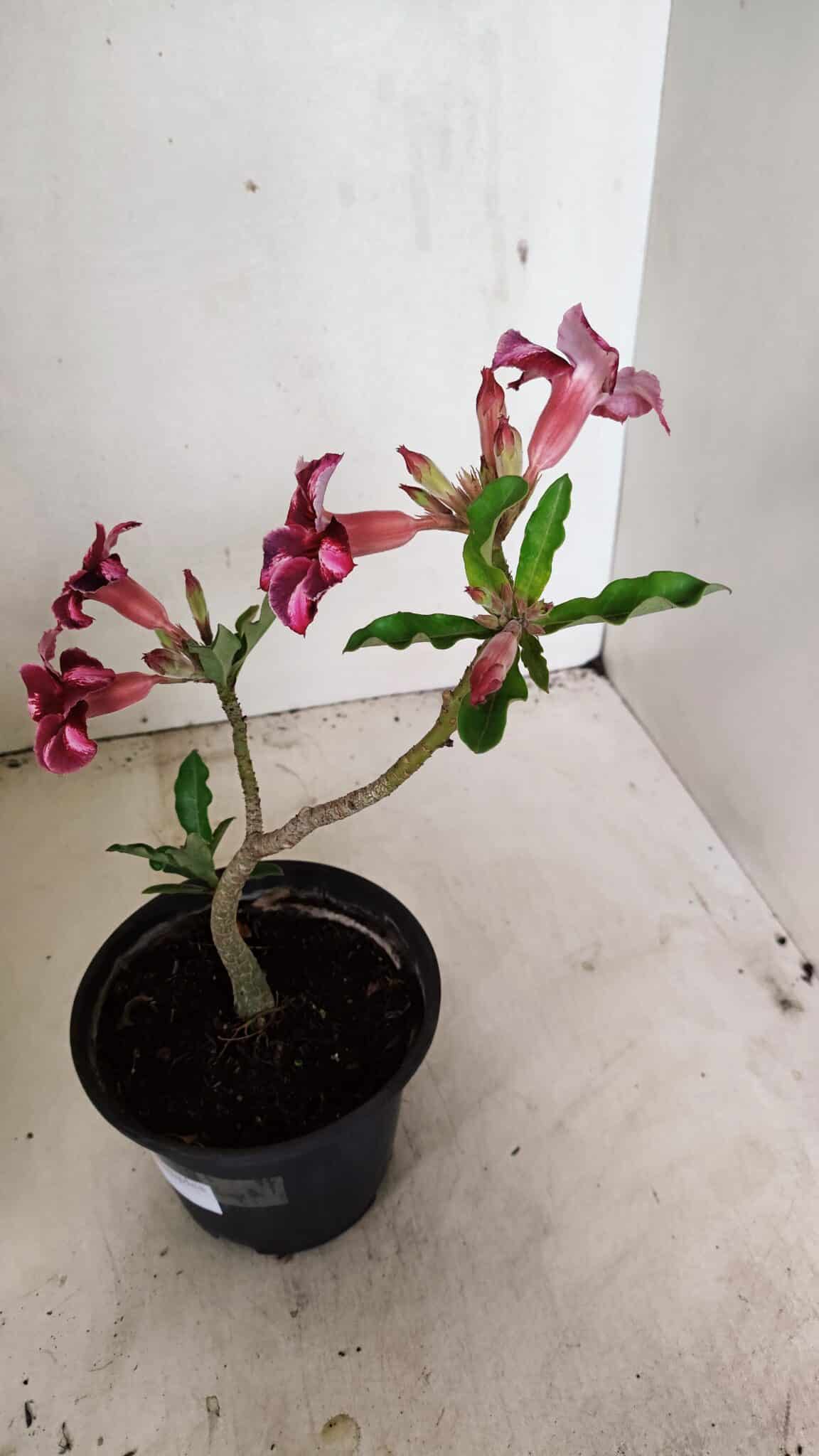 SIMPLES 3308 (6) Planta Simples 3308 – 30cm – 02 anos - Imagem 7