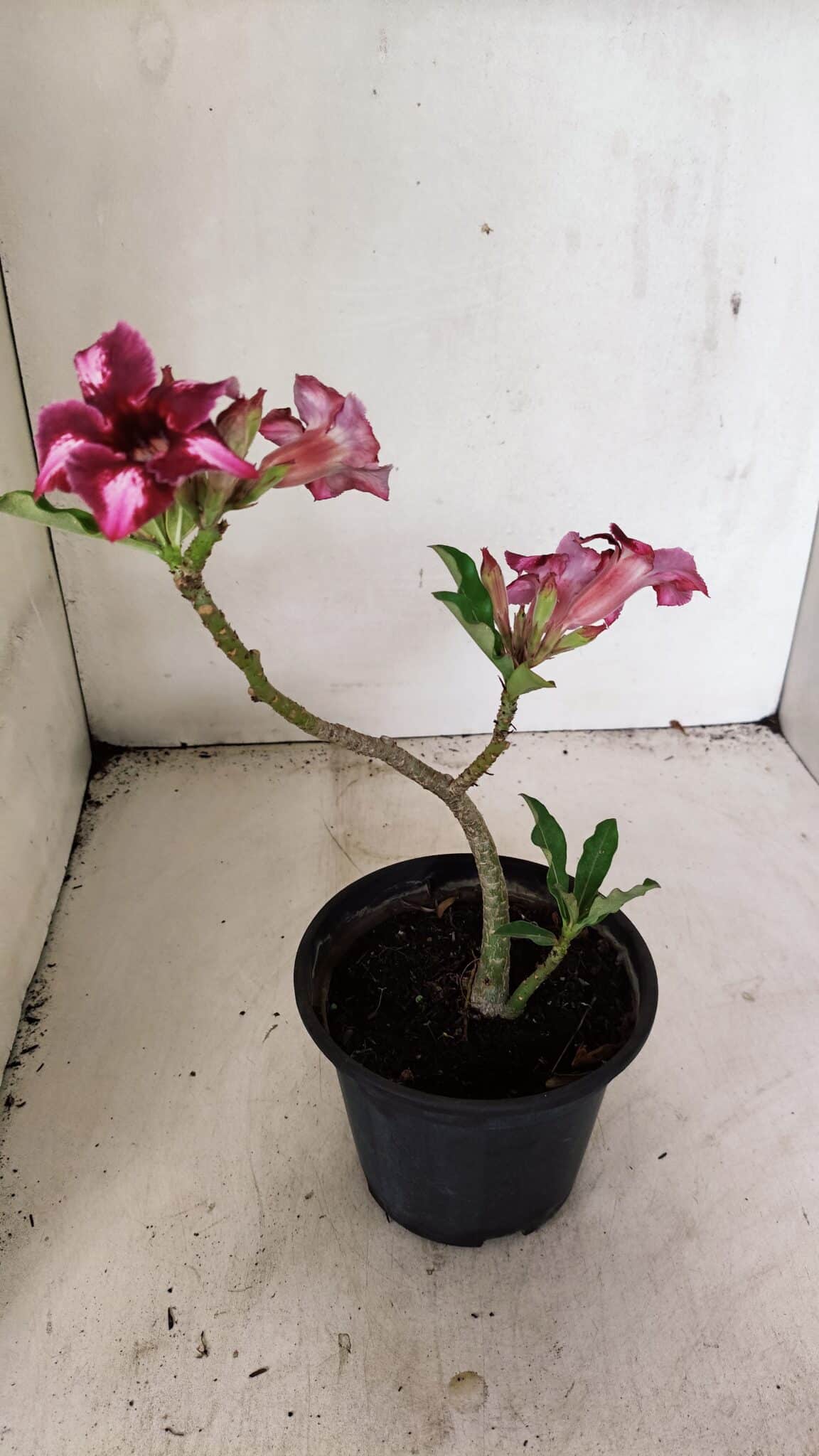 SIMPLES 3308 (7) Planta Simples 3308 – 30cm – 02 anos - Imagem 6