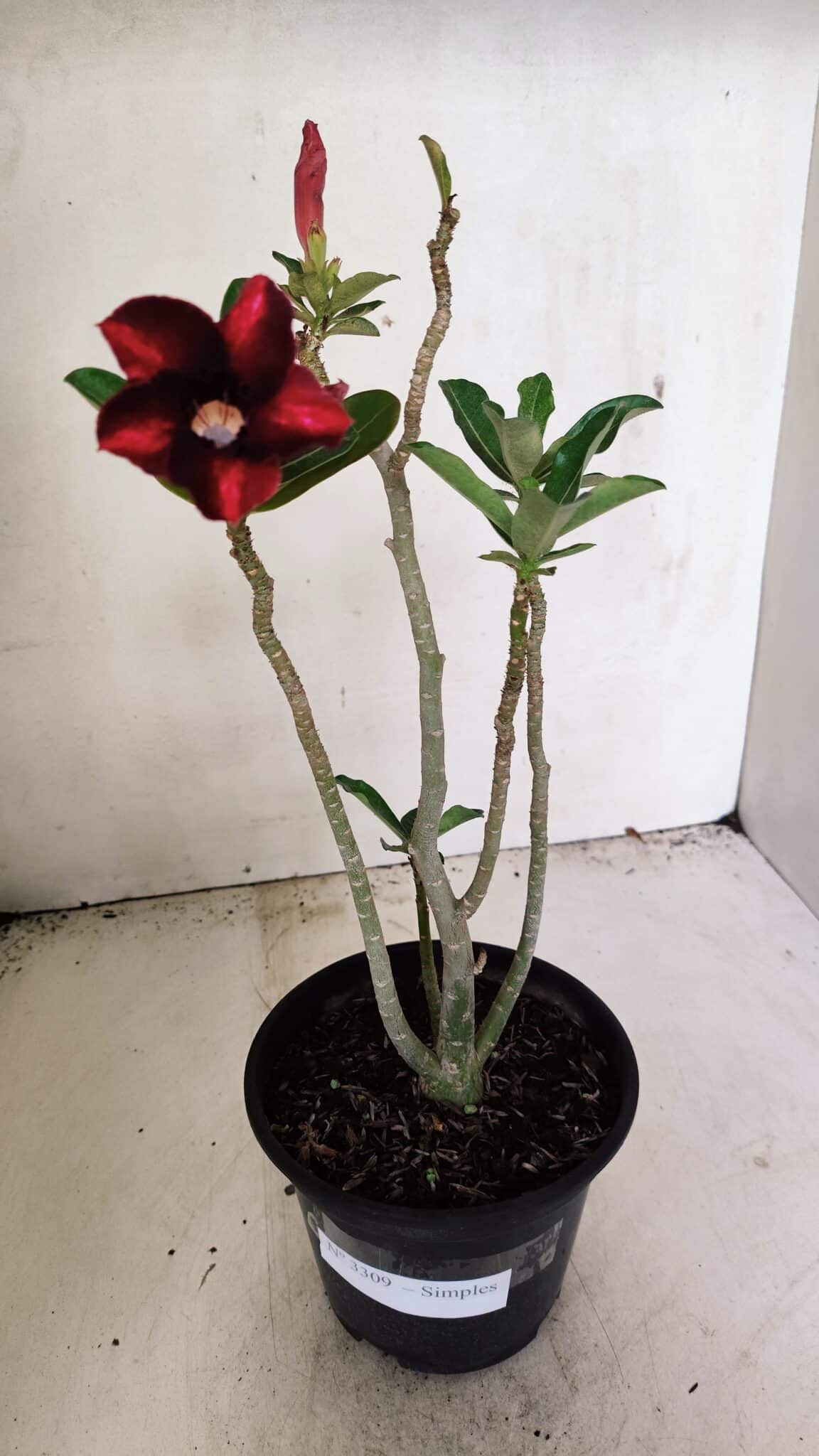 SIMPLES 3309 (1) Planta Simples 3309 – 30cm – 02 anos - Imagem 2