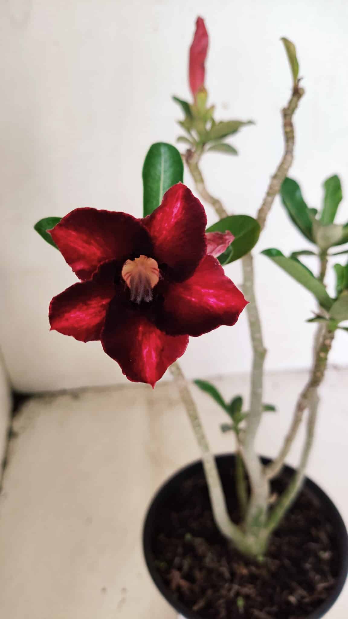 SIMPLES 3309 (2) Planta Simples 3309 – 30cm – 02 anos - Imagem 1