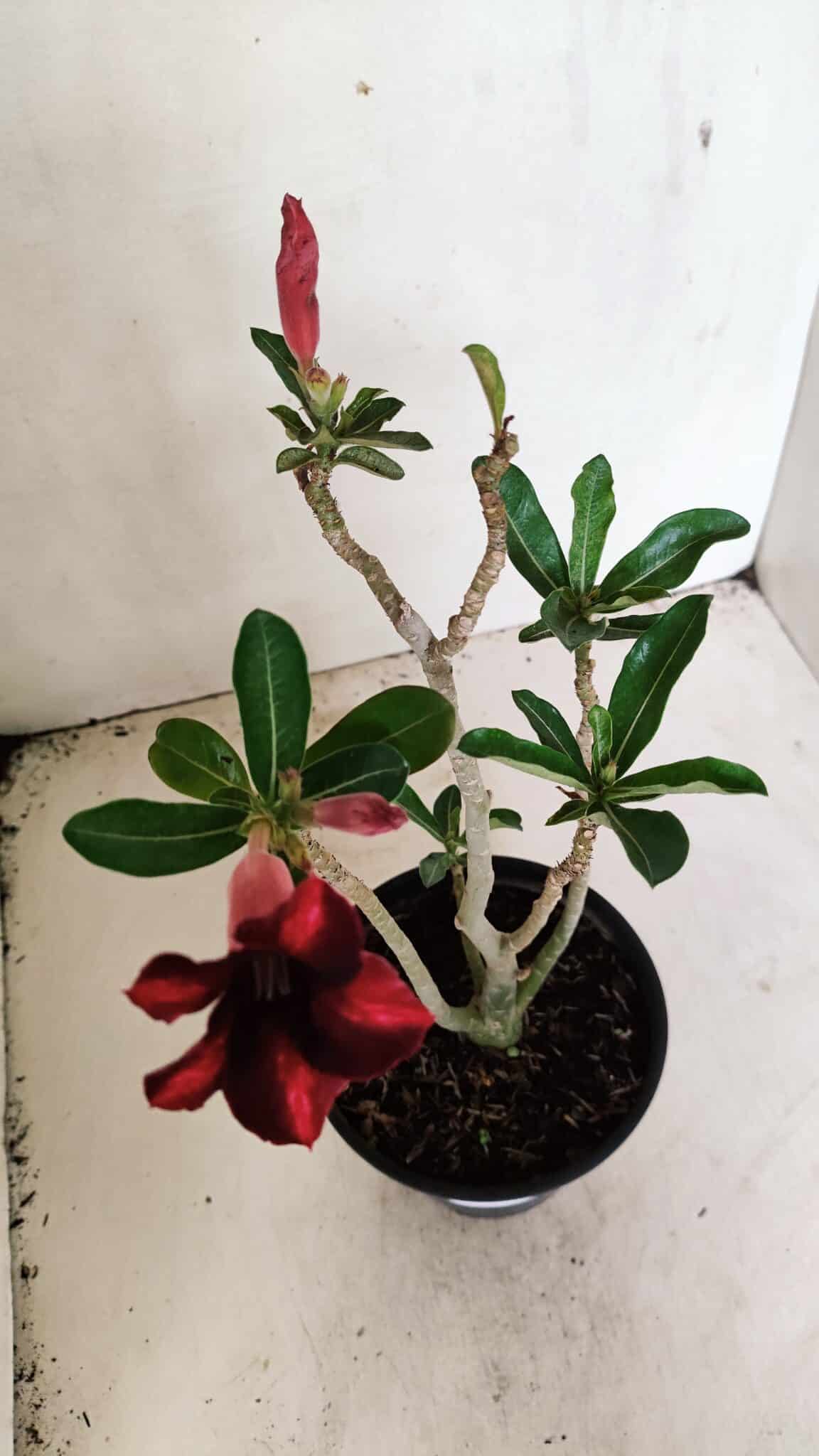 SIMPLES 3309 (3) Planta Simples 3309 – 30cm – 02 anos - Imagem 4