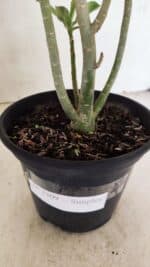 Planta Simples 3309 – 30cm – 02 anos - Imagem 6