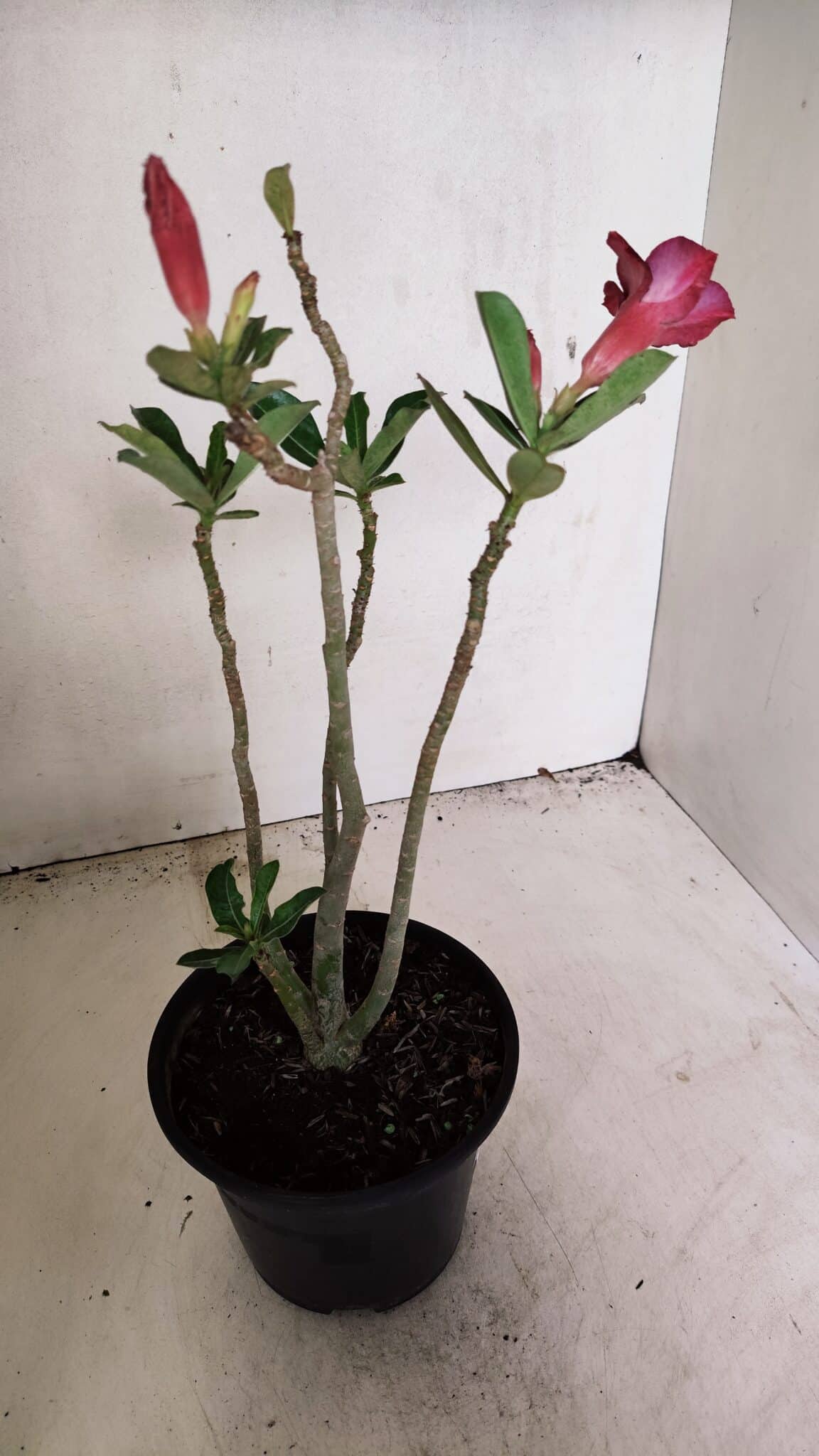 SIMPLES 3309 (5) Planta Simples 3309 – 30cm – 02 anos - Imagem 5