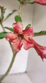 Planta Simples 3310 – 30cm – 02 anos