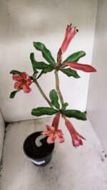 Planta Simples 3310 – 30cm – 02 anos - Imagem 7