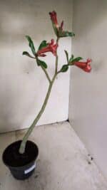 Planta Simples 3310 – 30cm – 02 anos - Imagem 5