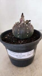 ASTROPHYTUM ASTERIAS STAR SHAPE "Purple" Nº 451 – vaso 15 - Imagem 2