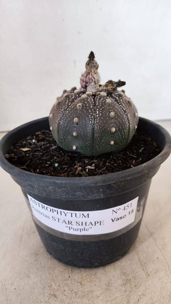 ASTROPHYTUM ASTERIAS STAR SHAPE "Purple" Nº 451 – vaso 15 - Imagem 2