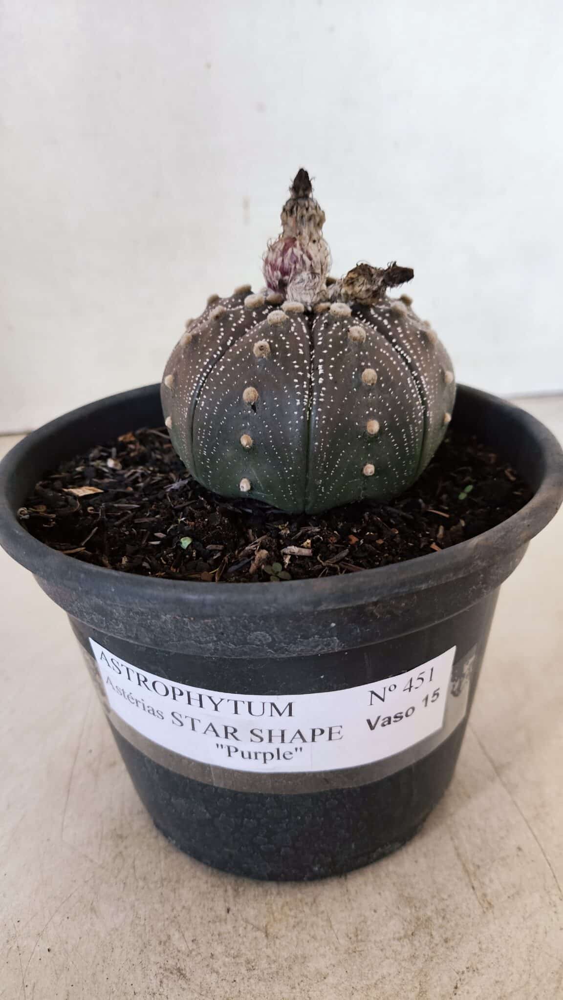 STAR SHAPE Purple 451 (1) ASTROPHYTUM ASTERIAS STAR SHAPE "Purple" Nº 451 – vaso 15 - Imagem 2