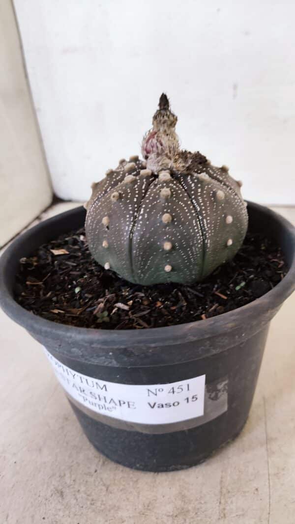 ASTROPHYTUM ASTERIAS STAR SHAPE "Purple" Nº 451 – vaso 15 - Imagem 9