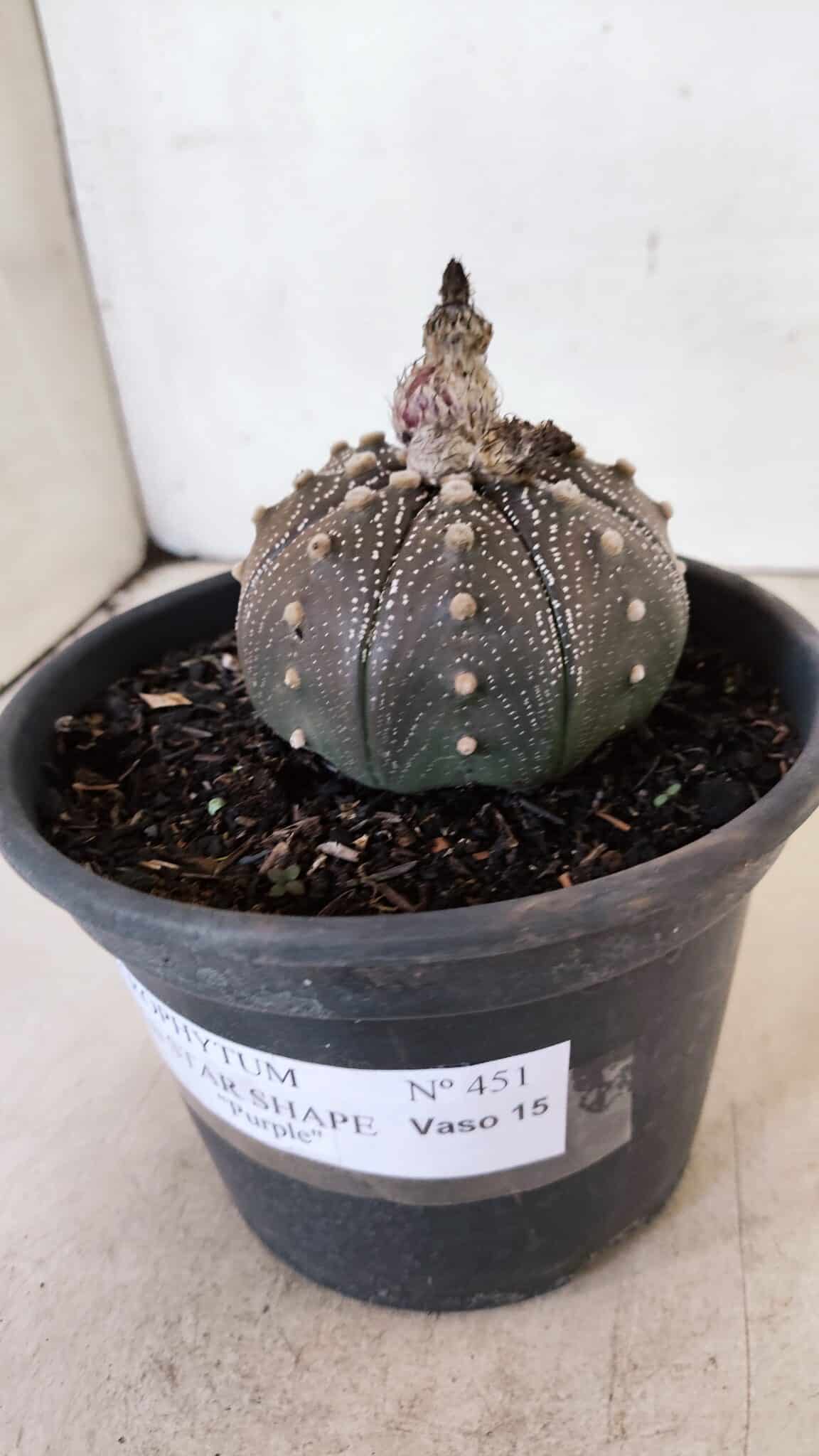 STAR SHAPE Purple 451 (2) ASTROPHYTUM ASTERIAS STAR SHAPE "Purple" Nº 451 – vaso 15 - Imagem 9