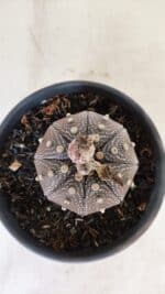 ASTROPHYTUM ASTERIAS STAR SHAPE "Purple" Nº 451 – vaso 15 - Imagem 3