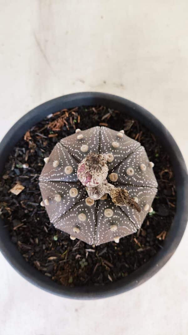 ASTROPHYTUM ASTERIAS STAR SHAPE "Purple" Nº 451 – vaso 15 - Imagem 3