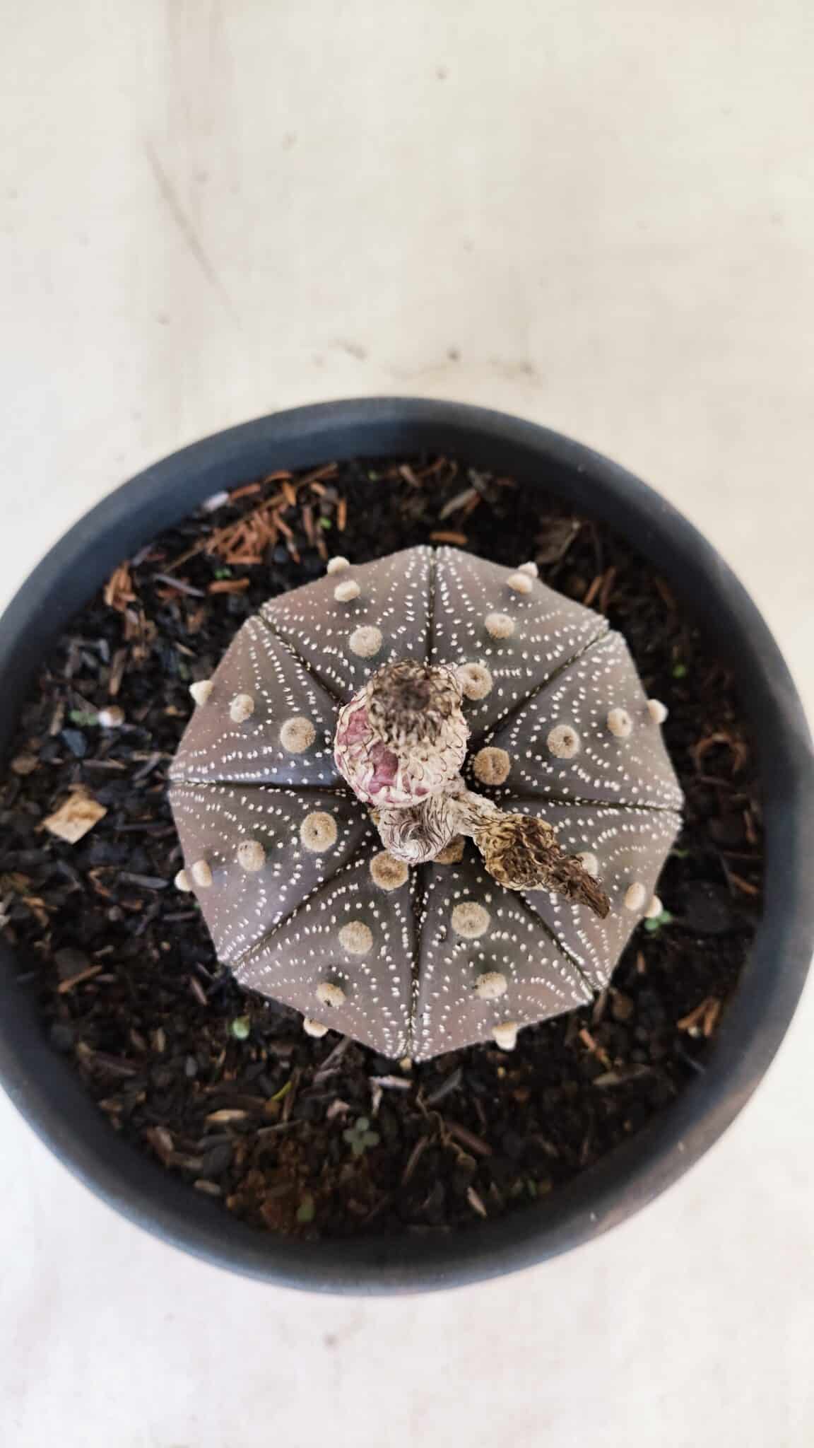 STAR SHAPE Purple 451 (3) ASTROPHYTUM ASTERIAS STAR SHAPE "Purple" Nº 451 – vaso 15 - Imagem 3