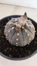 ASTROPHYTUM ASTERIAS STAR SHAPE "Purple" Nº 451 – vaso 15 - Imagem 6