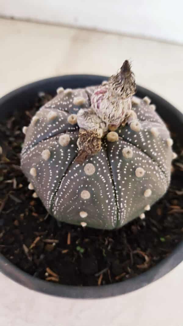 ASTROPHYTUM ASTERIAS STAR SHAPE "Purple" Nº 451 – vaso 15 - Imagem 6