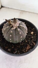 ASTROPHYTUM ASTERIAS STAR SHAPE "Purple" Nº 451 – vaso 15 - Imagem 8