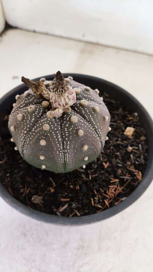 ASTROPHYTUM ASTERIAS STAR SHAPE "Purple" Nº 451 – vaso 15 - Imagem 8