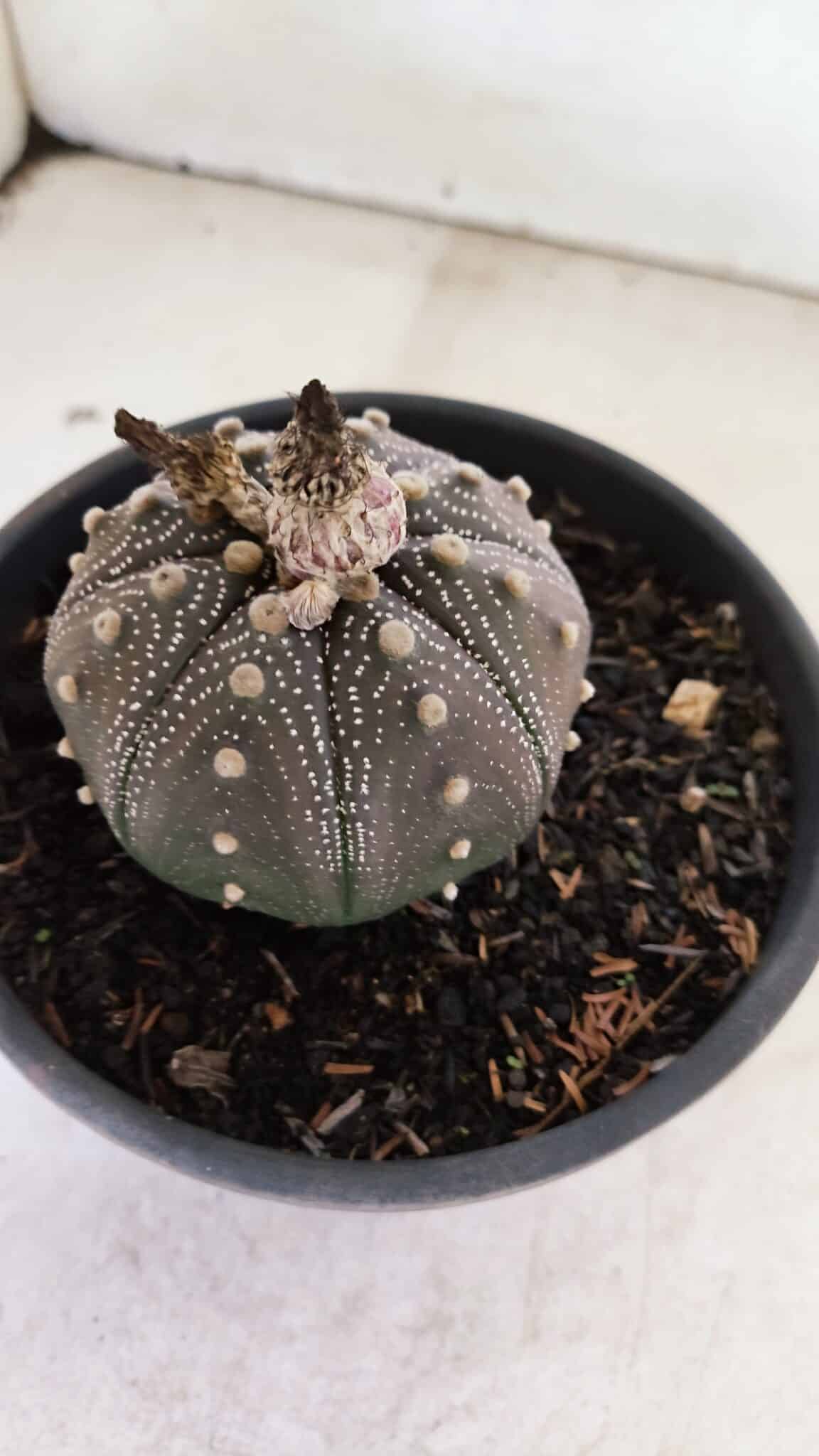 STAR SHAPE Purple 451 (5) ASTROPHYTUM ASTERIAS STAR SHAPE "Purple" Nº 451 – vaso 15 - Imagem 8