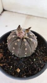 ASTROPHYTUM ASTERIAS STAR SHAPE "Purple" Nº 451 – vaso 15 - Imagem 7