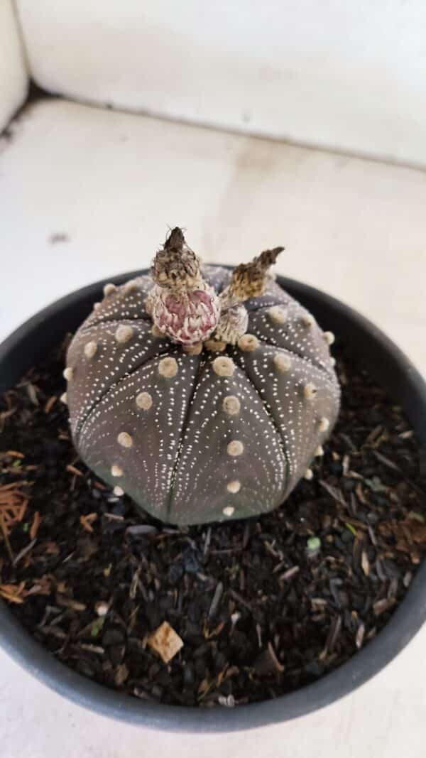 ASTROPHYTUM ASTERIAS STAR SHAPE "Purple" Nº 451 – vaso 15 - Imagem 7