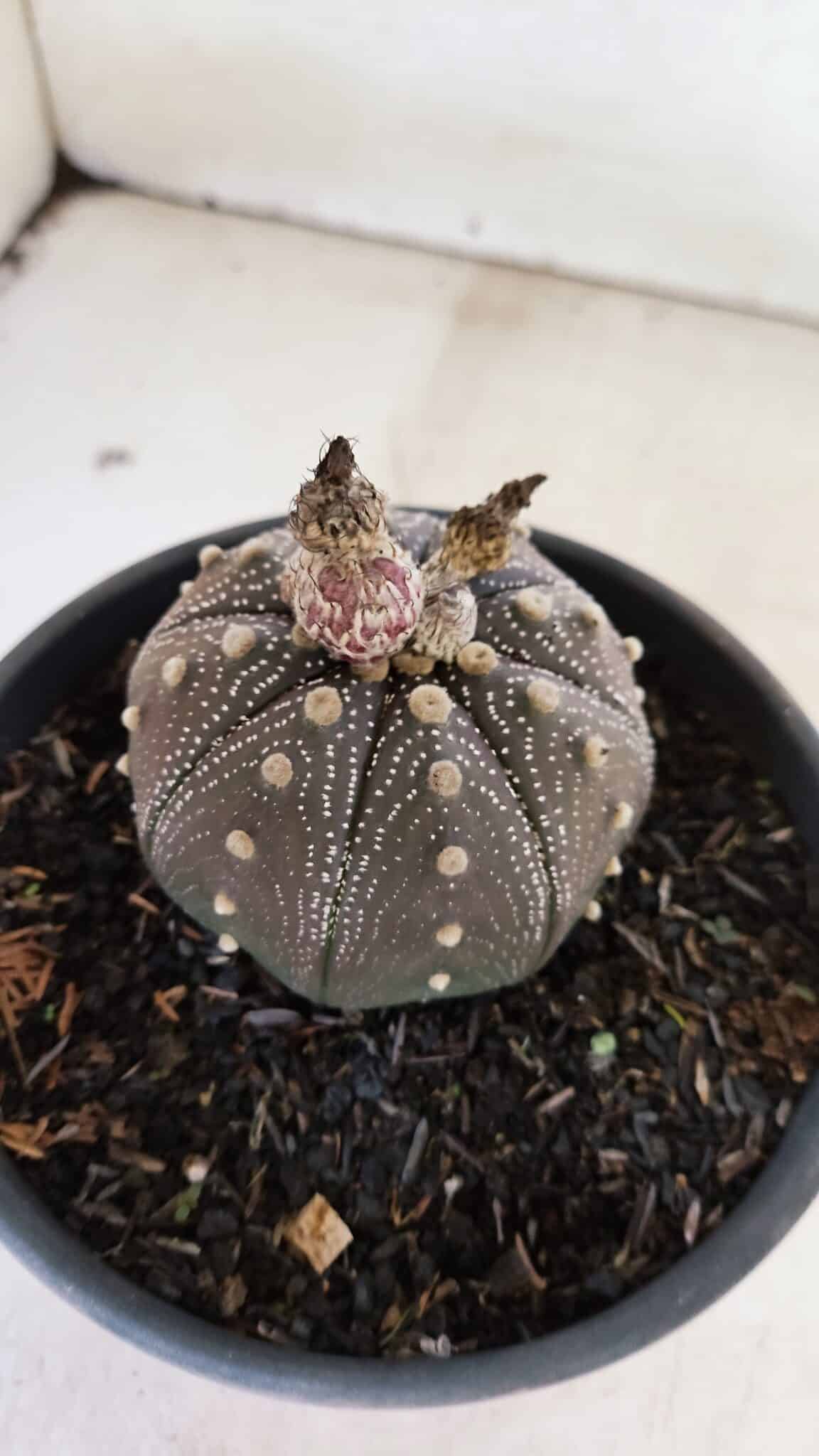 STAR SHAPE Purple 451 (6) ASTROPHYTUM ASTERIAS STAR SHAPE "Purple" Nº 451 – vaso 15 - Imagem 7