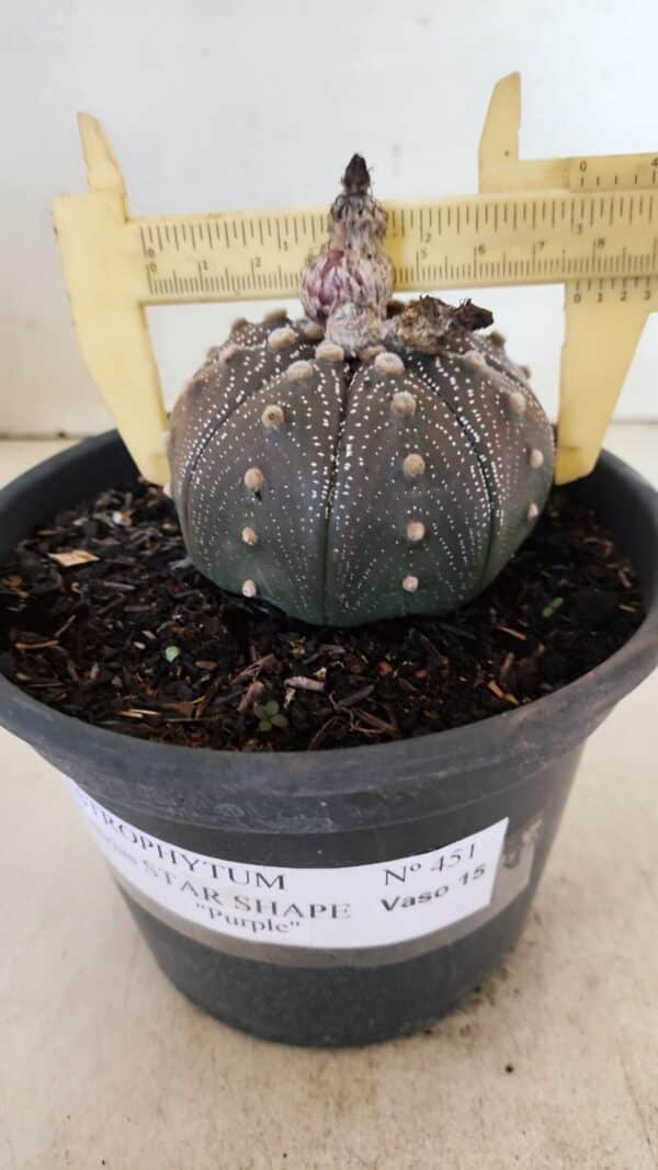 ASTROPHYTUM ASTERIAS STAR SHAPE "Purple" Nº 451 – vaso 15 - Imagem 4